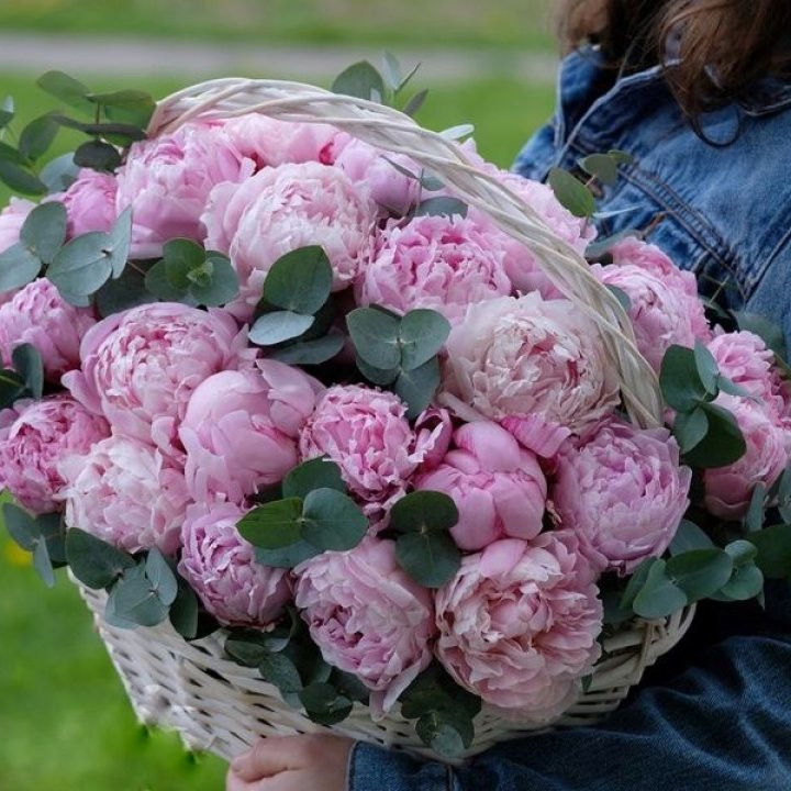 51 пион в корзине в Нью-Джерси